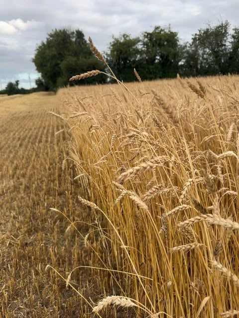Ripe wheat standing beside the cut stubble
